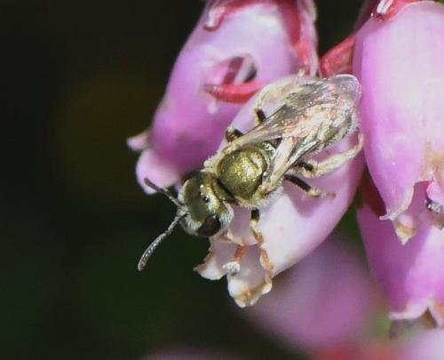 Réf. 235 789 : Seladonia sp.